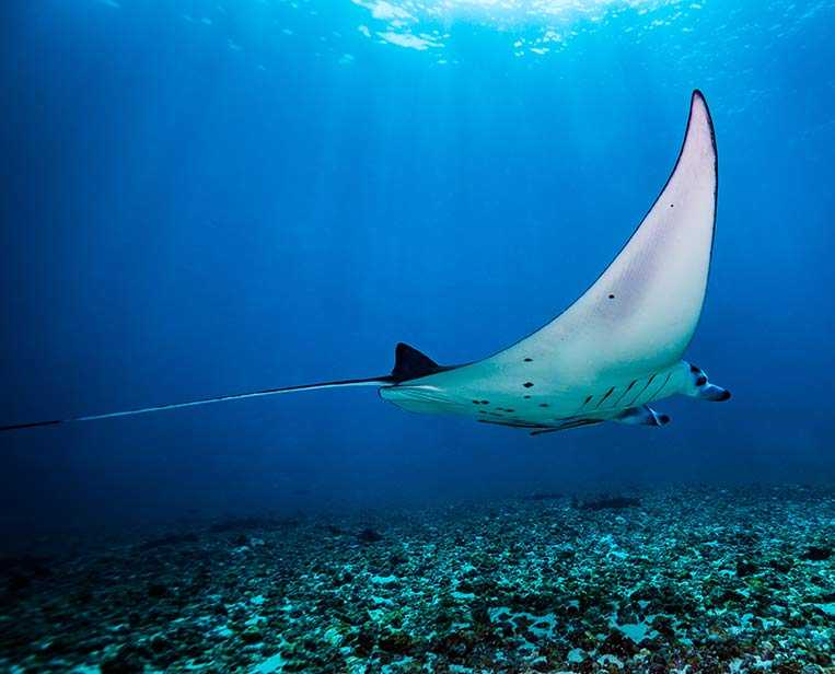 Diving-in-Komodo-with-Manta-Ray