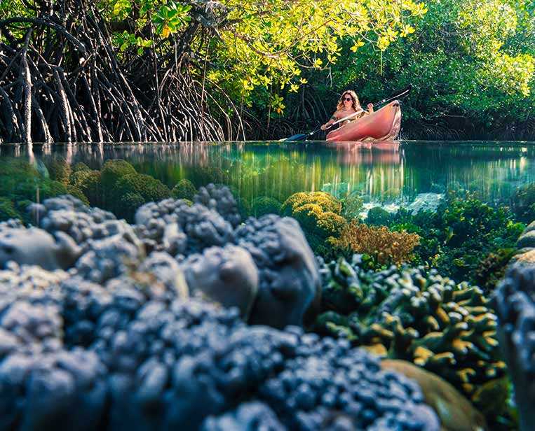 Explore-the-mangrove