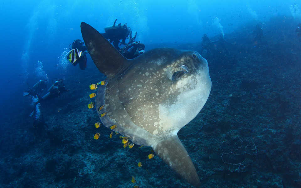 Mola Mola Diving - The Best Chance of Seeing Sunfish in Bali