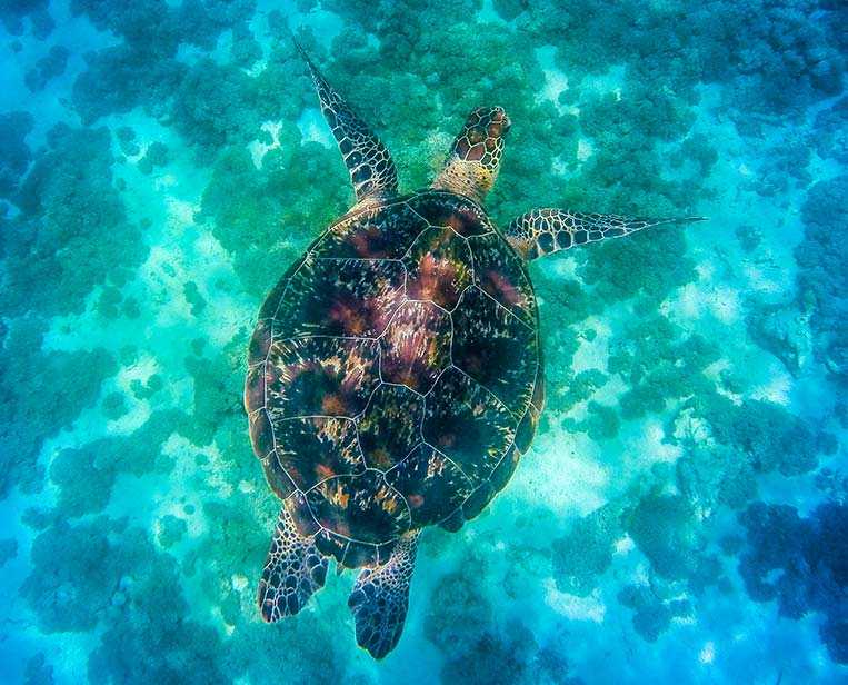 Green-Turtle-in-komodo