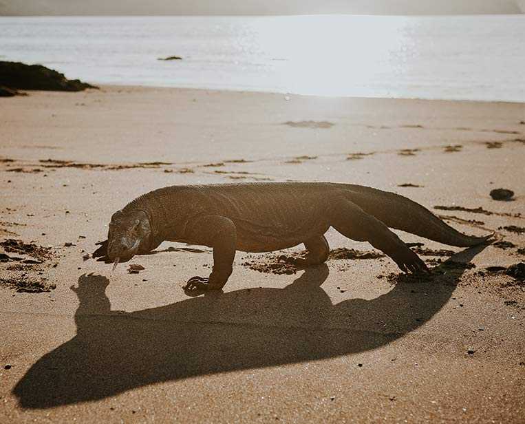 Meet-the-iconic-Komodo-Dragon