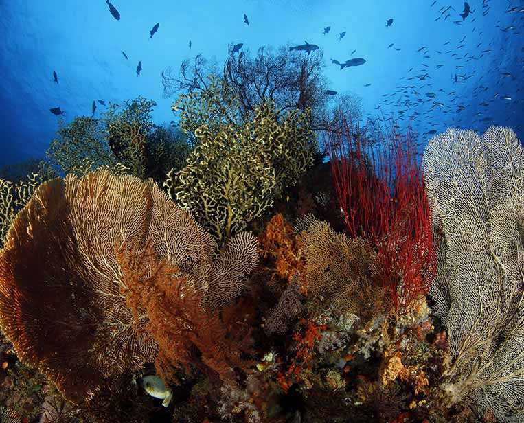Nice-Corals-Diversity