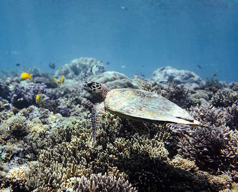 Small-hawksbill-turtle