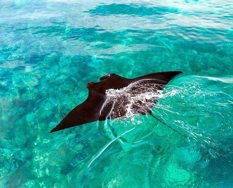 Snorkeling-with-Manta-in-Komodo