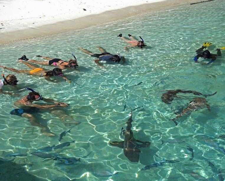 Snorkeling-with-reef-sharks