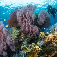 Diving and Corals in Menjangan Marine Park thumbnail