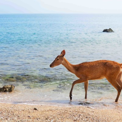Wild Deer on the Beach in Menjangan Island, Bali thumbnail