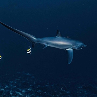 Thresher Shark in Nusa Lembongan:Penida, Bali thumbnail