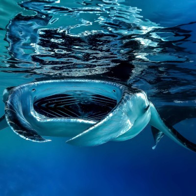 Manta Ray in Nusa Penida thumbnail