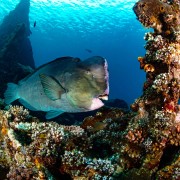 Giant Humphead Parrotfish on the USAT Liberty Wreck in Tulamben, Bali thumbnail