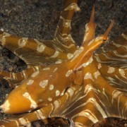 Orange rare White Spotted Octopus in Tulamben, Bali thumbnail