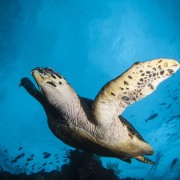 Sea Turtle on the USAT Liberty Shipwreck in Tulamben, Bali thumbnail
