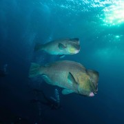 School of Giant Humphead Parrotfish on the USAT Liberty Wreck thumbnail