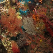 Multitude of Corals on the Liberty Shipwreck thumbnail