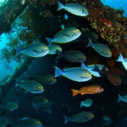 School of Parrotfish on the USAT Liberty Shipwreck thumbnail