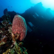 Gorgonia on the USAT Liberty Shipwreck thumbnail