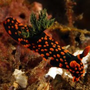 Black Orange spotted Nudibranch in Seraya Secret in Bali thumbnail