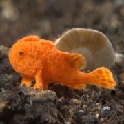 Orange Frogfish, Macro in Seraya Secret in Bali thumbnail
