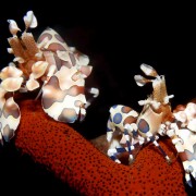 Fluorescent shrimps Macro in Seraya Secret in Bali thumbnail