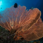 Coral Fan in Tulamben, Bali thumbnail