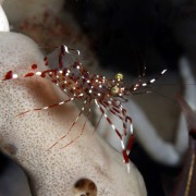 Rare transparent shrimp in Tulamben, Bali thumbnail