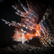 Spotfin Lionfish in Drop Off, Tulamben thumbnail