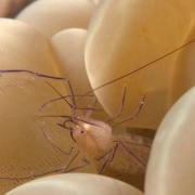 Translucide Shrimp, macro in Bali thumbnail