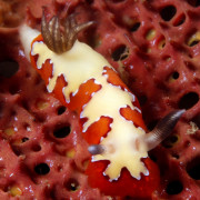 Black & Red Nudibranch in Coral Garden, Tulamben thumbnail