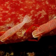 Red tiny Shrimps in Canyon, Tulamben thumbnail