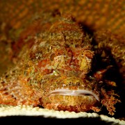 Stonefish in Boga Wreck, Tulamben thumbnail