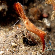Shrimp species in Batu Belah thumbnail