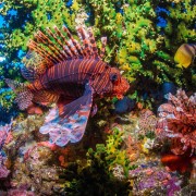 Amazing Liofish in POS 2, Dive in Menjangan Marine Park thumbnail