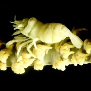 Anker's-whip-Coral-Shrimp thumbnail