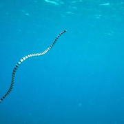 Banded-sea-krait-Sea-snake thumbnail