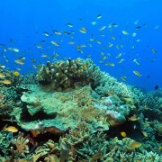 Biodiversity of Deep Blue, Amed, Bali thumbnail
