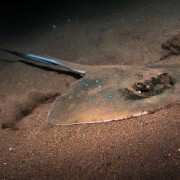 Blue-spotted-stingray-on-night-dive-on-the-Liberty-wreck thumbnail