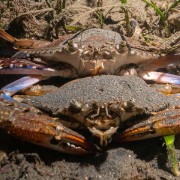 Blue-Swimming-Crabs thumbnail