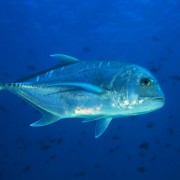 Bluefin Trevally in Deep Blue, Amed, Bali thumbnail