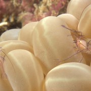 Bubble-Coral-Shrimp thumbnail