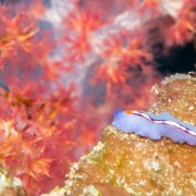 Clear Blue Nudibranch in Pemuteran Bay thumbnail