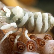 Close-up-on-Anker's-whip-coral-shrimp thumbnail
