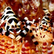 Close-up-on-Coleman-shrimps thumbnail