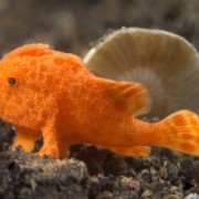 Close-up-on-tiny-juvenile-frogfish thumbnail