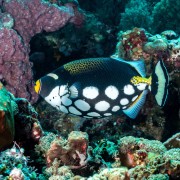 Clown Triggerfish in Santal, Nusa Penida thumbnail