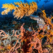 Colorful-&-Healthy-reef-Nusa-Penida thumbnail