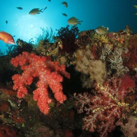 Colorful-fishes-and-corals-in-Tulamben thumbnail