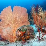 Colourful Coral in Menjangan Marine Park thumbnail
