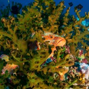 Colourful rare fish in Amed, Bali thumbnail
