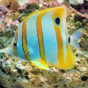 Copperband-butterflyfish thumbnail