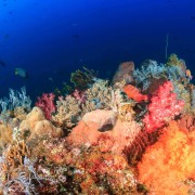Coral diversity in Karang Sari, Nusa Penida thumbnail